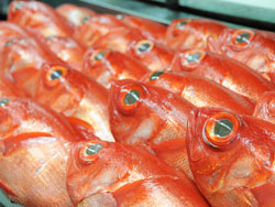 ����N���X�@���h�g���荇�킹�@���ڑ�